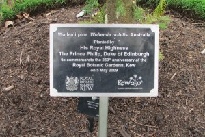 Wollemia nobilis Q 2