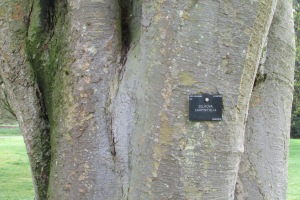 Zelkova carpinifolia Q 1