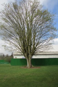 Zelkova carpinifolia Q 2