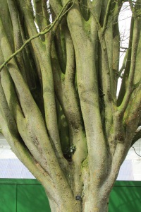 Zelkova carpinifolia Q 3