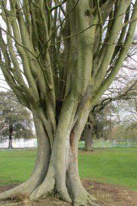 Zelkova carpinifolia Q 4