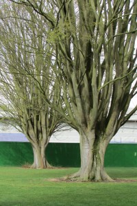 Zelkova carpinifolia Q 5